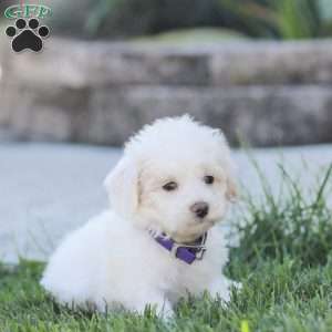 Lynn, Maltipoo Puppy