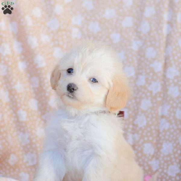 Leah, Maltipoo Puppy