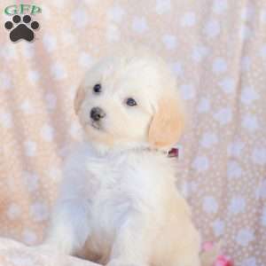 Leah, Maltipoo Puppy