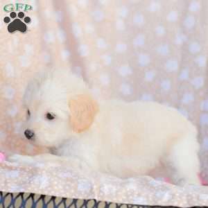 Leah, Maltipoo Puppy