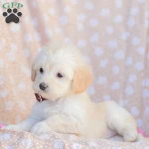 Leah, Maltipoo Puppy
