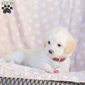 Leah, Maltipoo Puppy