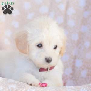 Leah, Maltipoo Puppy
