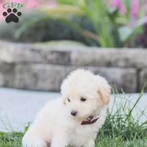 Leah, Maltipoo Puppy