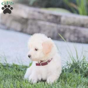 Leah, Maltipoo Puppy