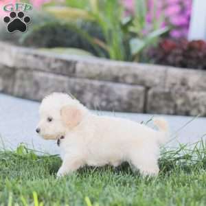 Leah, Maltipoo Puppy