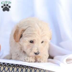 Rose, Maltipoo Puppy