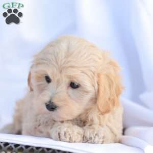 Rose, Maltipoo Puppy