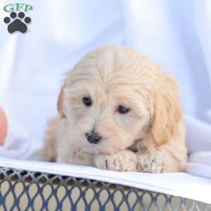 Rose, Maltipoo Puppy