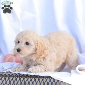 Rose, Maltipoo Puppy
