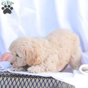 Rose, Maltipoo Puppy