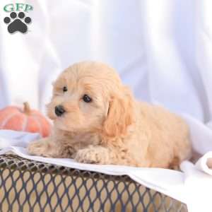 Rose, Maltipoo Puppy