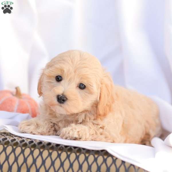 Rose, Maltipoo Puppy