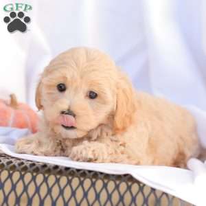 Rose, Maltipoo Puppy