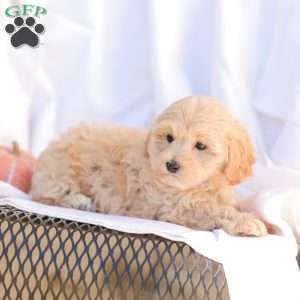 Rose, Maltipoo Puppy
