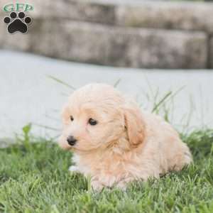Rose, Maltipoo Puppy