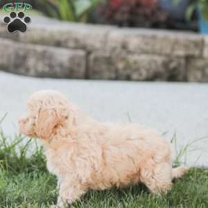 Rose, Maltipoo Puppy