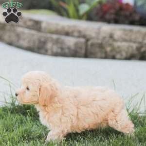 Rose, Maltipoo Puppy