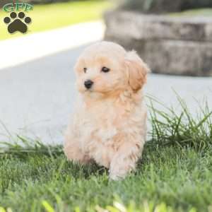 Rose, Maltipoo Puppy