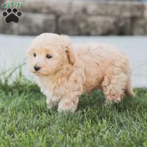 Rose, Maltipoo Puppy