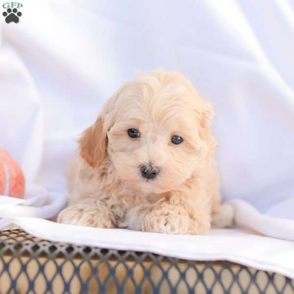 Roy, Maltipoo Puppy