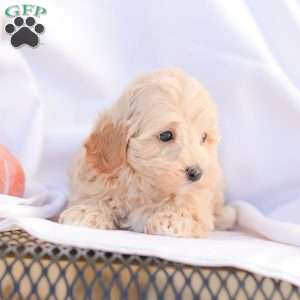Roy, Maltipoo Puppy