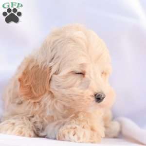 Roy, Maltipoo Puppy