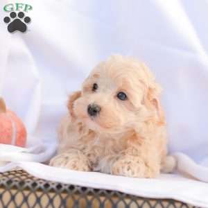 Roy, Maltipoo Puppy