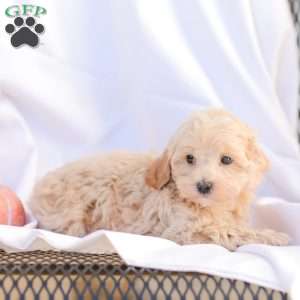Roy, Maltipoo Puppy