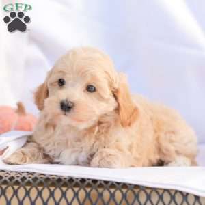 Roy, Maltipoo Puppy