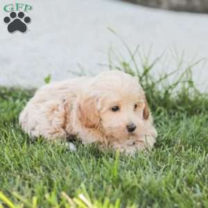 Roy, Maltipoo Puppy