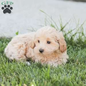 Roy, Maltipoo Puppy