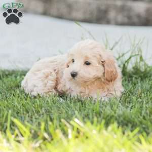 Roy, Maltipoo Puppy