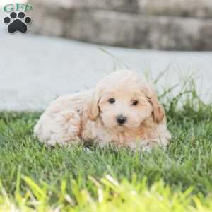 Roy, Maltipoo Puppy