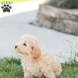 Roy, Maltipoo Puppy