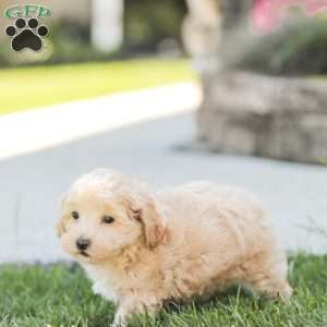 Roy, Maltipoo Puppy