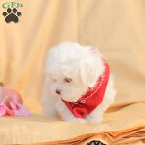 Ben, Maltese Puppy