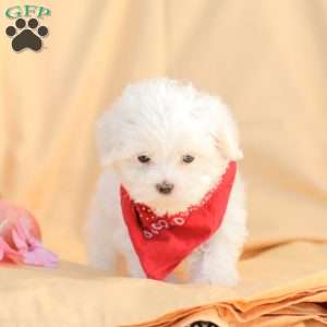 Ben, Maltese Puppy