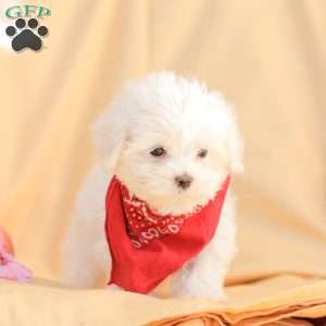 Ben, Maltese Puppy