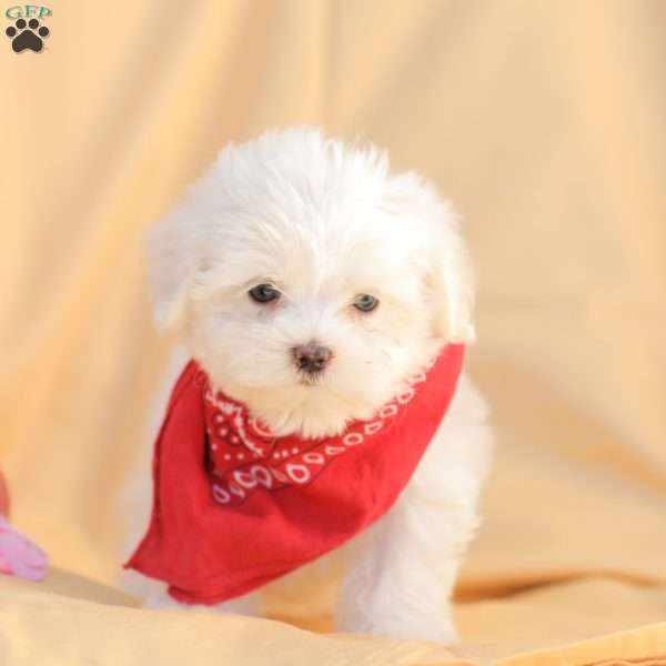 Ben, Maltese Puppy