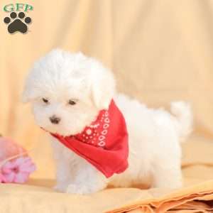 Ben, Maltese Puppy