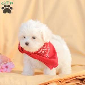 Ben, Maltese Puppy