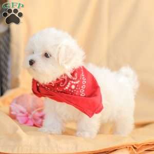 Ben, Maltese Puppy