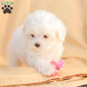 Ben, Maltese Puppy