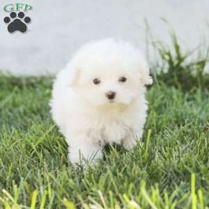 Ben, Maltese Puppy