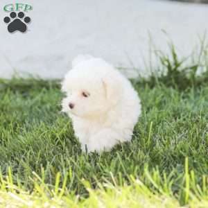 Ben, Maltese Puppy