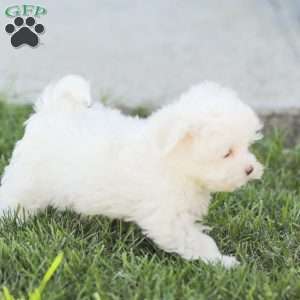 Ben, Maltese Puppy