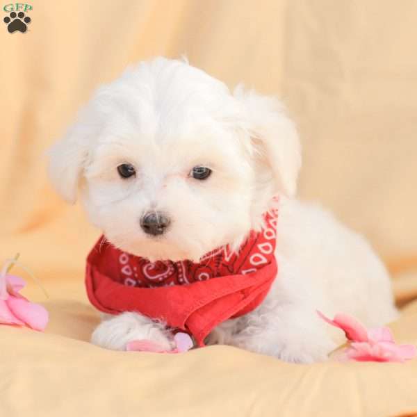 Butch, Maltese Puppy