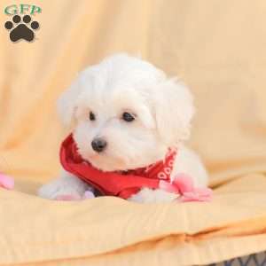 Butch, Maltese Puppy