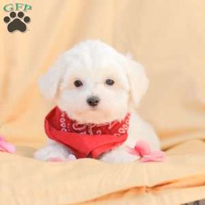 Butch, Maltese Puppy